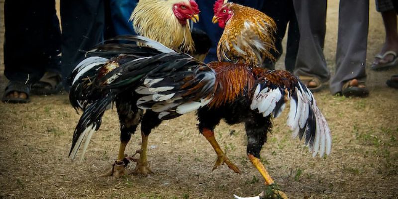 Đá Gà Nòi Cách chơi đá gà nòi nên hiểu