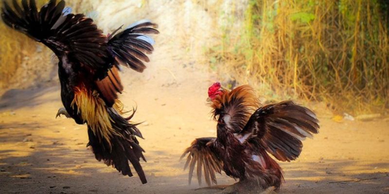 Đá Gà Nòi Quy trình chơi đá gà nòi siêu dễ